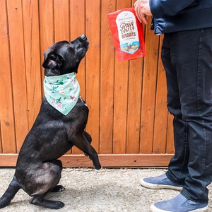 Delicious Dog treat