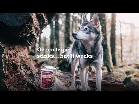 Dry Dog Food - Beef Tripe & Venison Formula for All Life Stages -Made in Canada